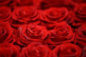 Rode rozen als symbool voor succesvolle boeklancering van mijn 1e boek