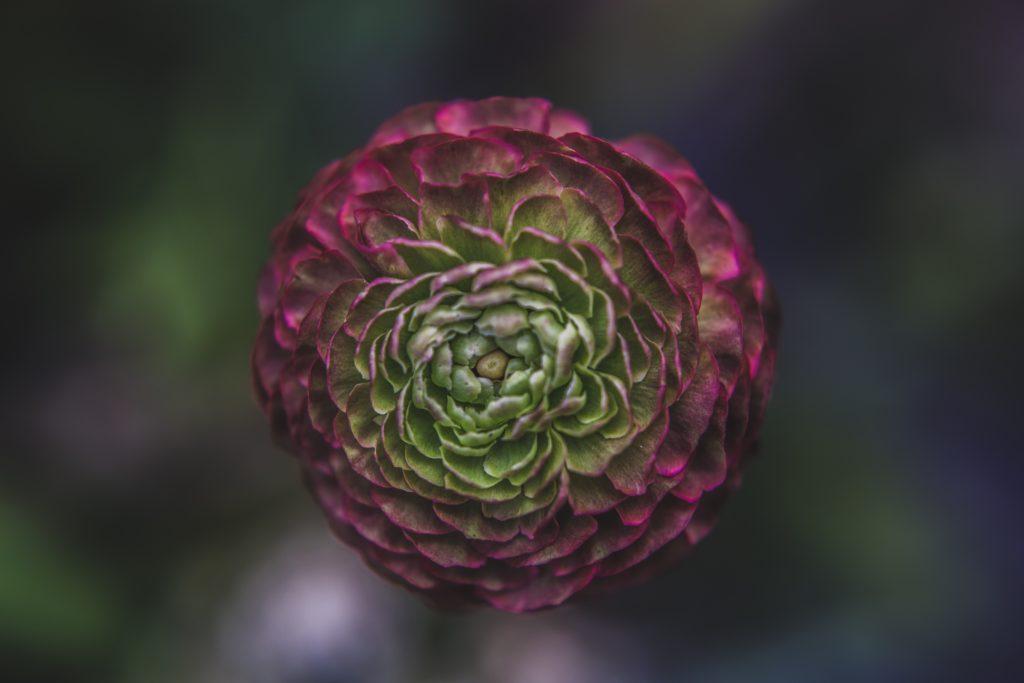 Image of dark red flower with green inside