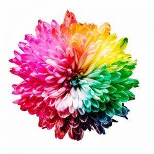 Foto van gekleurde bloem voor testimonials zonder persoonlijke foto of logo-fotografe Sharon Pittaway via Unsplash